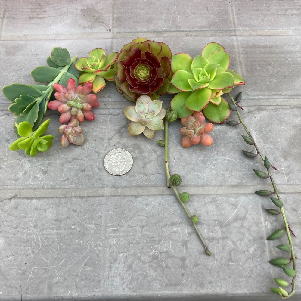 alichonpr succulents